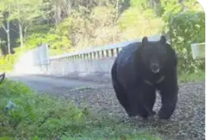 草むらから「ガサガサ」振り向くと2頭のクマ…下山中の女性らが三角山の“哲学の道”で目撃_親子グマか