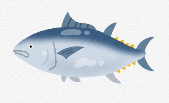 マグロ漁獲量、例年の80倍になるwwwwwww