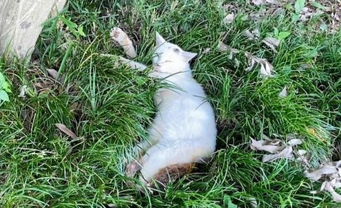 【三重県】マダニ感染症のネコ治療した獣医師死亡、ネコからマダニ感染症疑い　獣医師会が注意呼びかけ