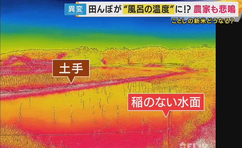 「お風呂の温度」田んぼの水温40度超え！早すぎる猛暑で稲が窒息死…今年の新米は大丈夫か