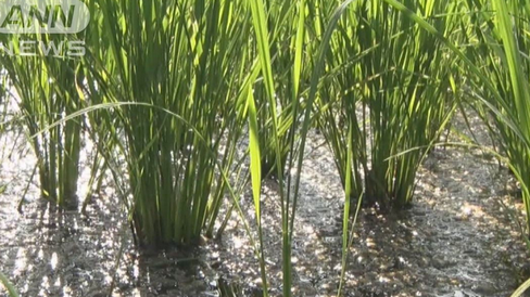 【連日猛暑が続く、田んぼの水温、なんと36.2℃】農家 「今年の新米は不作になるのではないか」