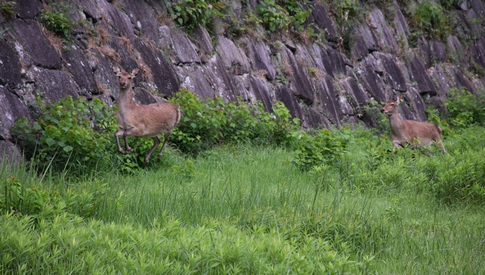 【放し飼い】名古屋城のシカ、“絶滅”危機　56頭→2頭　市が対策へ