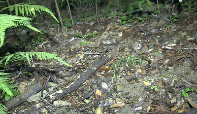 【徳島市】「イノシシのわなを見に行ったきり帰ってこない」山中で高齢男性2人が死亡　側溝の中で倒れた状態などで発見　イノシシに襲われたか