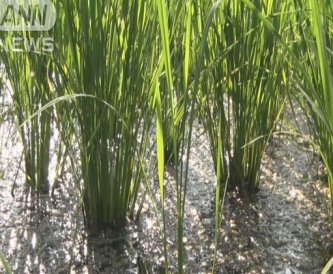 【連日猛暑が続く、田んぼの水温、なんと36.2℃】農家 「今年の新米は不作になるのではないか」
