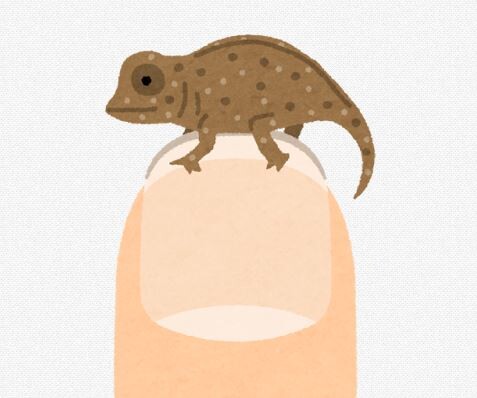 虫嫌い←わからなくもない 爬虫類嫌い←なんでや？