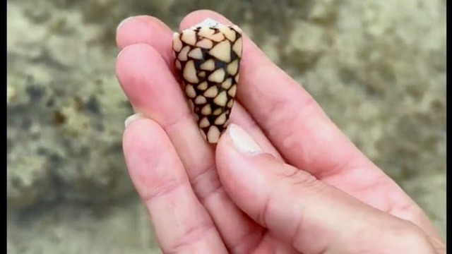 【動画】白人女性TikToker「沖縄の海でキレイな貝殻見つけた！ラッキー！」 → 実は猛毒イモガイだった・・・