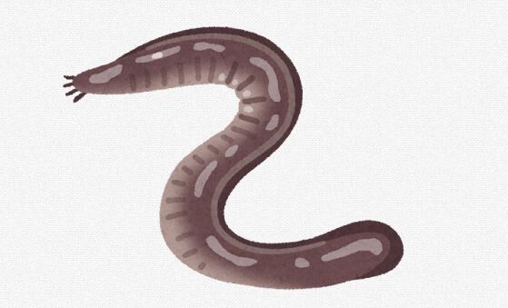 【生物】「50年以上生き、エサの消化に2週間かかる」　ヌタウナギの生態　島根大が解明