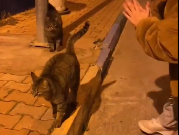 【動画】猫の謎の動きが話題に