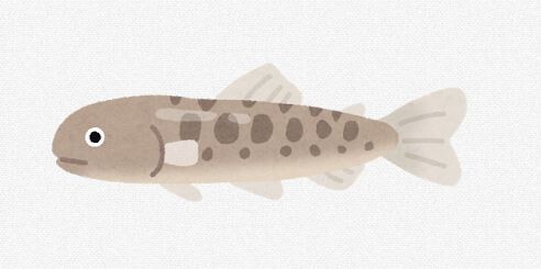【魚】琵琶湖の名物「ビワマス」実は新種だった 学名は「オンコリンカス・ビワエンシス」に　琵琶湖博物館