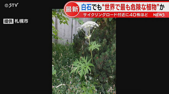 【バイカルハナウド】“世界で最も危険な植物”白石区でも発見か　サイクリングロード付近に４０株ほど　札幌市