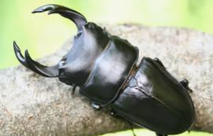 【画像】風呂の窓開けてたらオオクワガタ入ってきてワロタｗｗｗｗ