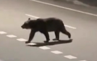 【人の味覚えた】男性襲ったとみられるクマ　4年前に女性襲って死亡させたクマと同一個体と判明　北海道