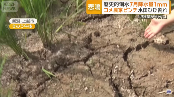 雨が降らない…新潟・上越市は7月降水量わずか1ミリ　水田ひび割れ、コメがピンチ