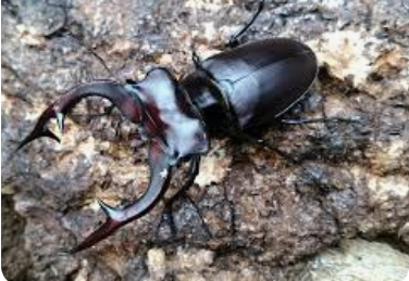 【画像】ミヤマクワガタ、余りにもカッコ良すぎると話題に…これを見てもカブトムシ派で居られるか？