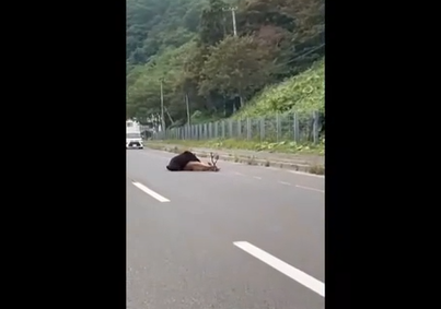 【羅臼町】車道でヒグマがエゾシカの首元をくわえ林の方へ引きずっていくのを視聴者が撮影