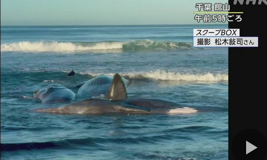 【画像】千葉県館山市で津波によりクジラが大量に打ち上げられてしまう
