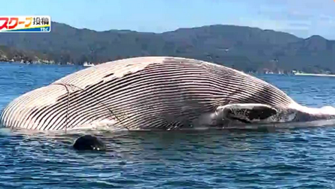 【新潟】「洗濯物が外で干せない」佐渡の海岸にクジラのような生物の死骸　１か月以上処理できず付近では悪臭も
