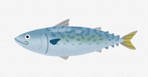 結局さあ　サバが一番うまい魚なのではないか？
