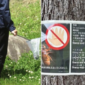 【公園でセミ乱獲の外国人】「幼虫を採取しないで！」注意しても「ナニ言ッテルカ、ワカラナイー」ペットボトルに大量に詰めて…専門家は「中国でセミは郷土の味、高潔のシンボル」