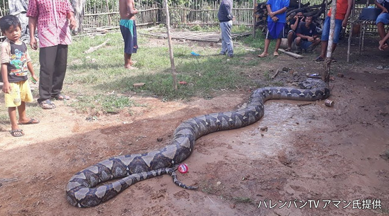 【恐怖】行方不明の農夫、全長8m超のニシキヘビに丸呑みされた状態で発見 インドネシア