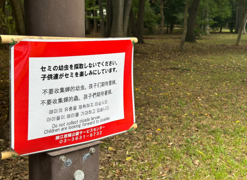 【文化】セミの幼虫「採取禁止」の張り紙　都内の公園、食用目的で乱獲か　中国語でも注意喚起