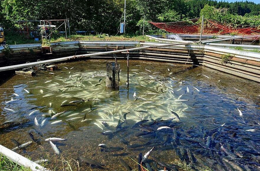【青森】サーモン500匹以上死ぬ　クマが襲ったか　むつ市の養魚場