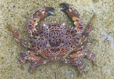 【食中毒】海で捕まえたカニ、ゆでて食べ食中毒　八重山で観光客の男性　有毒「ウモレオウギガニ」