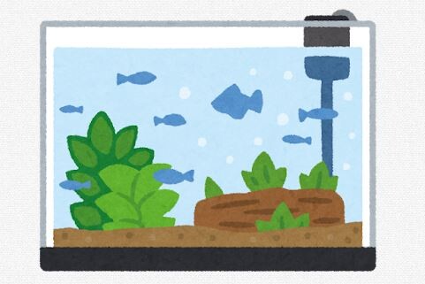 セルフィンプレコを30センチ水槽で飼ってはや7年