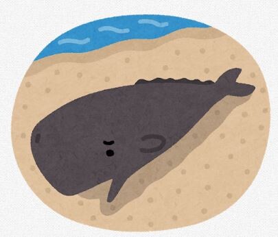【新潟】クジラのような生物の死骸、佐渡の海岸に漂着　悪臭を付近にまき散らす