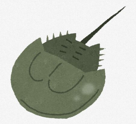 カブトガニ「甲殻類じゃないです」 ← これ