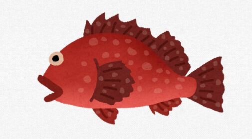 ワイ「今日は赤魚の煮付けにするか（赤魚ってどんな魚や…？）」