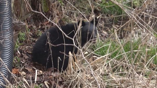 【福島】竹を食べていたのは…体長約１メートルの熊　周辺の住民に警戒呼びかけ