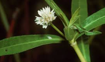 【水草】茎の一部残れば増殖・海水でも枯れない「地球上最悪」侵略的植物　川から田んぼ入れば米収穫できない恐れも