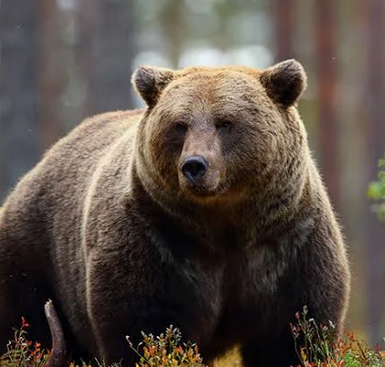 【羅臼岳】友人、必死の抵抗かなわず　ヒグマ襲撃時、素手で殴る