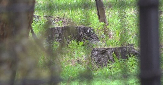 【裁判】ホテルから富士山が見通せるよう樹木を無断伐採　中国籍の男に懲役1年、執行猶予3年の有罪判決