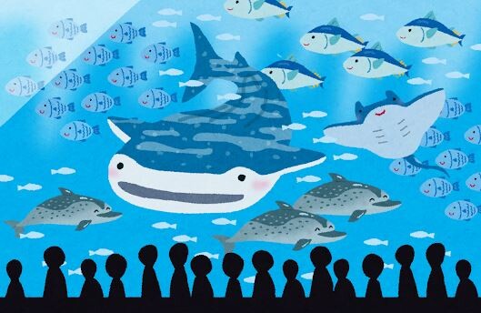 【お魚】珍しい金色の「イサキ」を展示　長崎の水族館