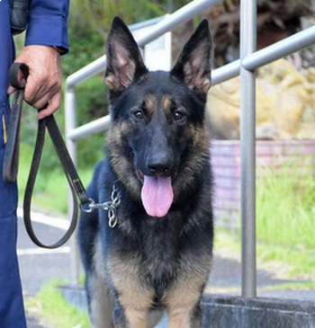 【驚愕】新人警察犬、初出動でいきなり伝説作る　ベテラン捜索隊が5時間半かかった行方不明者捜索、わずか4分で発見