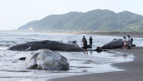【千葉・館山】海岸にクジラ4頭が打ち上げられる　クジラの局部を触る人や歯を切り取って持ち去る人も