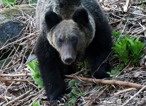 【続報】ヒグマに襲われ行方不明の男性、財布見つかる　近くにはスプレー缶も　北海道・羅臼岳