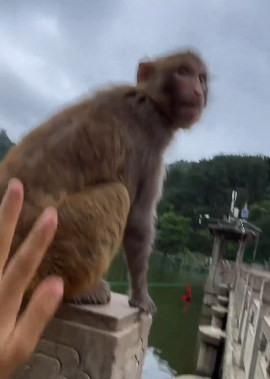 【動画】サルを川に突き落とし大笑いする中国人