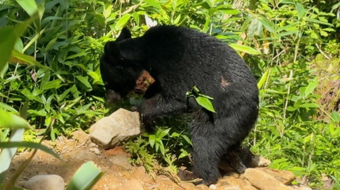 【クマ】富山市有峰の人気キャンプ場でクマが現れテントと食料を持ち去る