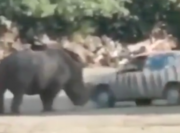 【動画】車で野生のサイに近づいてみた結果ｗｗｗｗｗ
