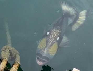 【まるでモンハンモンスター】ゴマモンガラ、沖縄・国頭村で目撃される　人も襲う「凶暴な魚」ダイバー「サメより怖い」