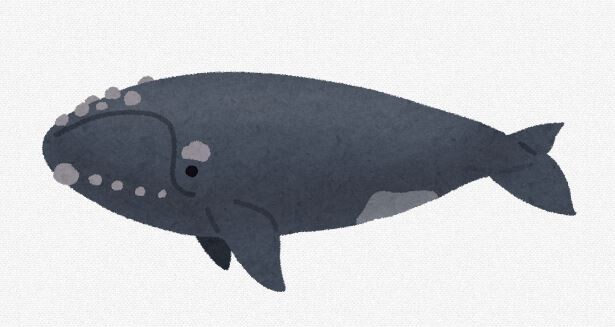 和名は「サッポロクジラ」　札幌市で発見されたクジラの化石、新属新種と判明