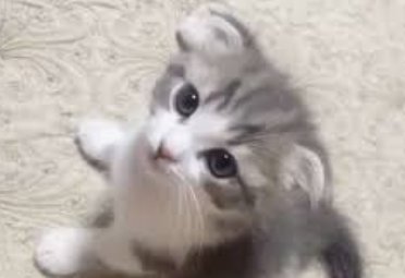 【和歌山】自宅で飼っていた猫を壁に投げつけるなど虐待か　26歳の女を逮捕　自宅から計8匹を発見