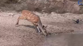 【動画】ワニ、速すぎてヤバいｗｗｗｗｗｗ