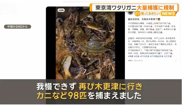 【千葉】東京湾でワタリガニ大量捕獲の外国人が急増　中国SNSに「98匹」