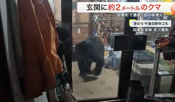 【宮城】「血の味覚えた」巨大クマ　体長2メートルが玄関先で「バケツくわえ」悠然と立ち去る