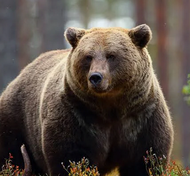 【札幌】許可のないハンターがヒグマ駆除　身に危険、緊急避難措置として発砲か