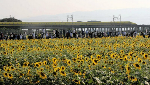 【迷惑】「撮り鉄」がひまわり畑に三脚、民家の敷地に無断侵入して庭木を切断　最悪マナーに各地で悲鳴